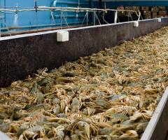 Crayfish farming as a business: creating a farm, buying crayfish, equipment, maintenance features, business plan