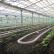 Greenhouse vegetable growing business all year round
