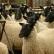 How to breed rams and sheep, tips, recommendations and conditions