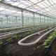 Greenhouse vegetable growing business all year round